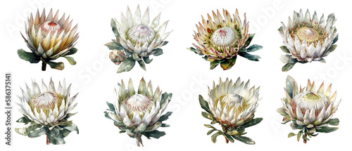 Protea flower set, watercolor botany.Generative AI technology.