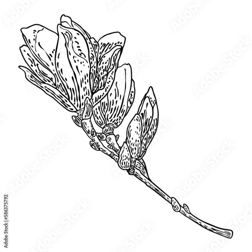 Magnolia flower drawing. Sketch of floral botany twig from real tree. Black and white with line art isolated on white background. Real life hand drawn illustration of magnolia bloom. Vector.