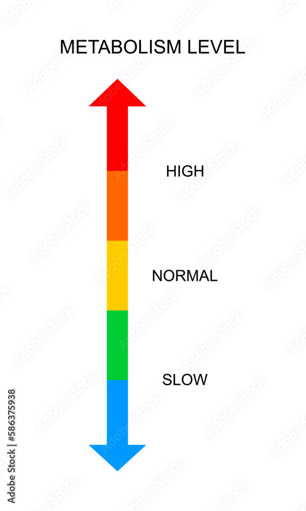 Metabolism vertical scale with top and bottom arrows. Colorful chart of rate which body converts