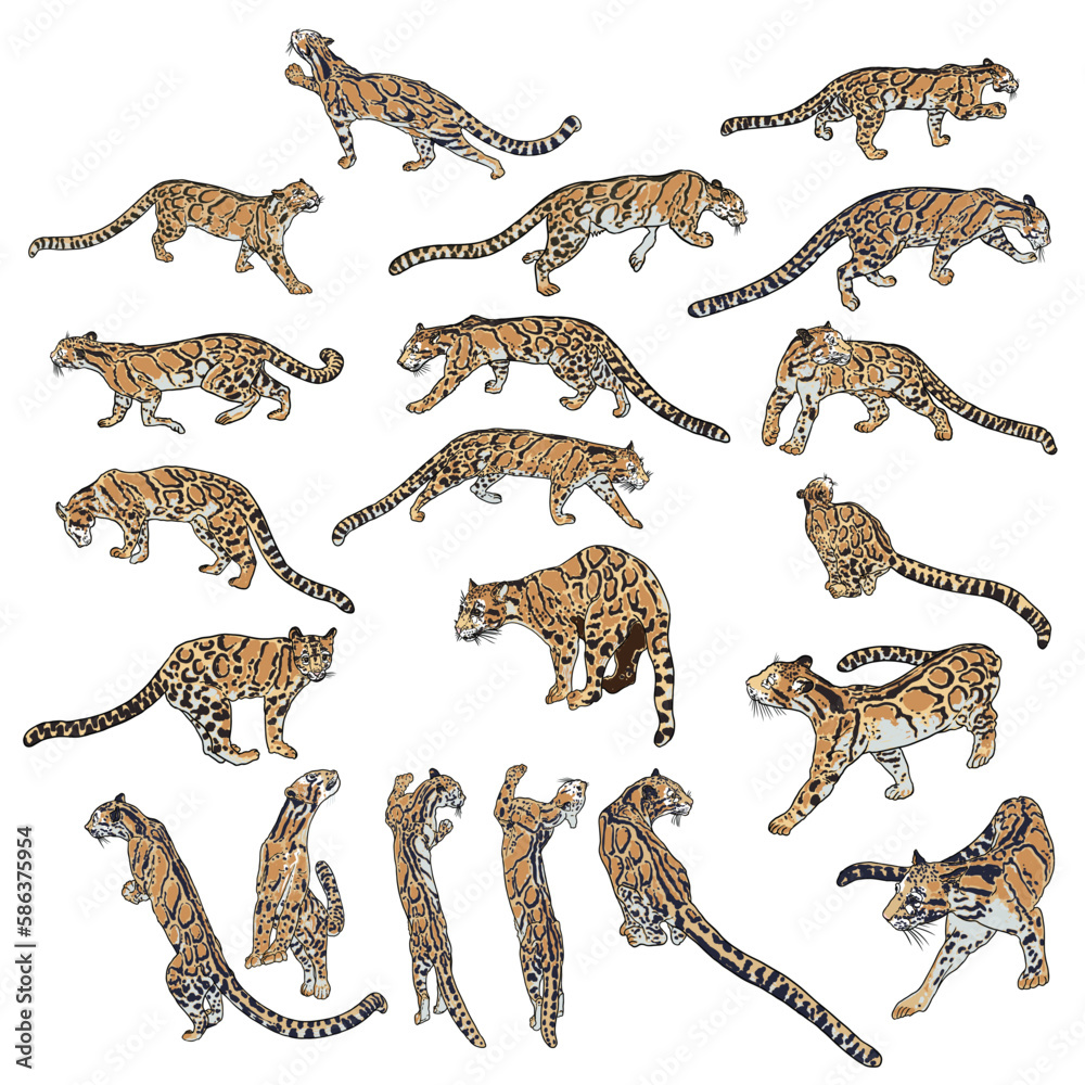 Set of Leopard, wild cats. Hand drawn sketch of clouded leopards. Vector. Set of Leopard, wild cats. Hand drawn sketch of clouded leopards. Vector.