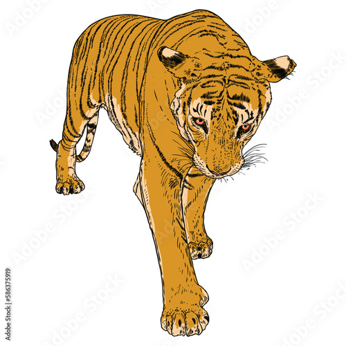 Tiger walking. Amur or Siberian tiger, big wild cat. Endangered animal from red book, hand drawn. Vector.