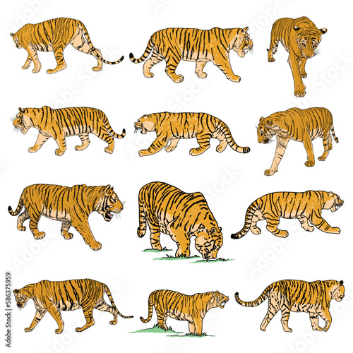 Fototapeta Naklejka Na Ścianę i Meble -  Set of live tiger in different view roaring and growling. Drawing of live and made of stone muzzle. Animals of Asia, Chinese lunar New Year symbol. Vector.