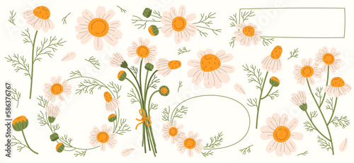Chamomile flowers flat illustrations set. Steam, bud and petal of daisy. Bouquet of wildflowers