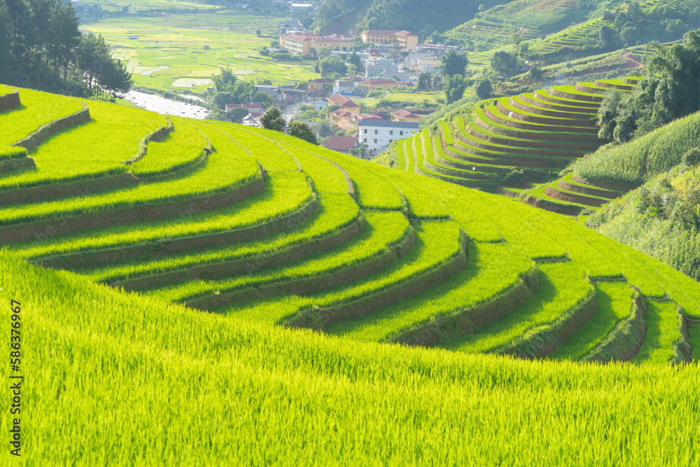 Aerial top view of fresh paddy rice terraces, green agricultural fields in countryside or rural area of Mu Cang Chai, mountain hills valley in Asia, Vietnam. Nature landscape background.