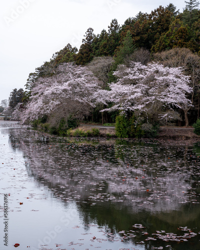 茨城県水戸市　清水沼の桜風景