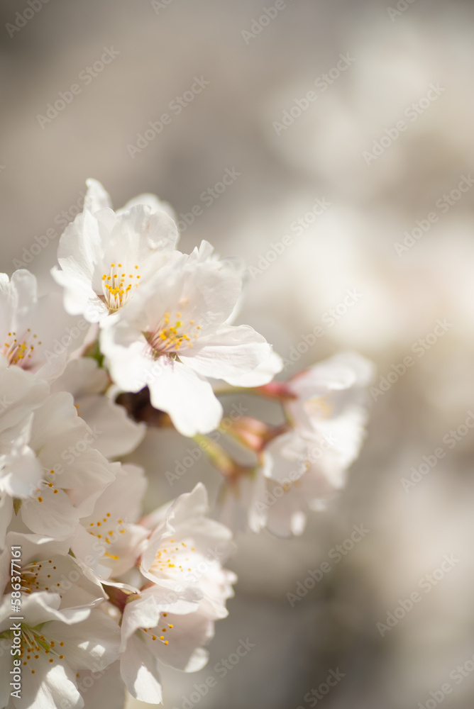 満開の桜