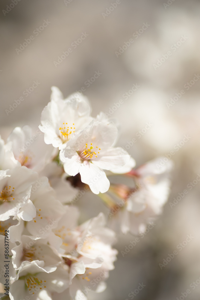 満開の桜