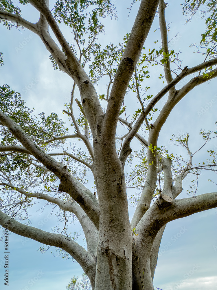 Fototapeta premium Banyan tree show from low ground angle