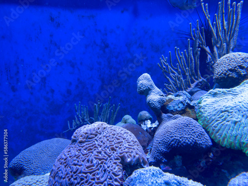 Underwater photo reef neon blue