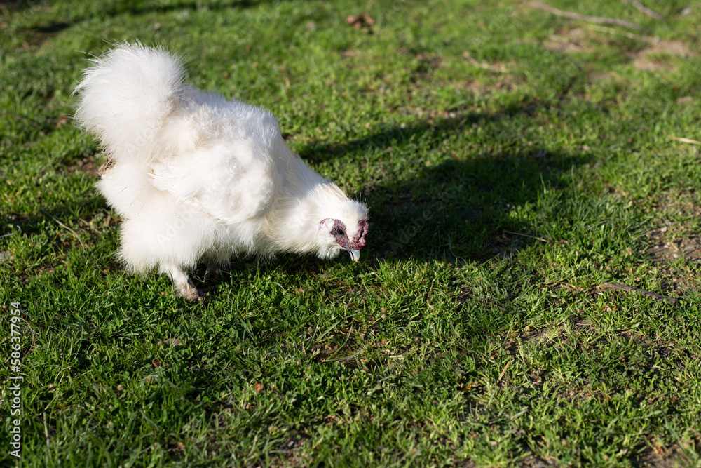 White Chinese silk hen on green grass. Silkie Chicken in the pasture.