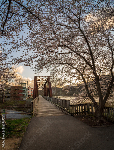 Old steel girder bridge carrying walking and cycling trail in Morgantown WV over Deckers Creek with cherry blossoms blooming in the spring