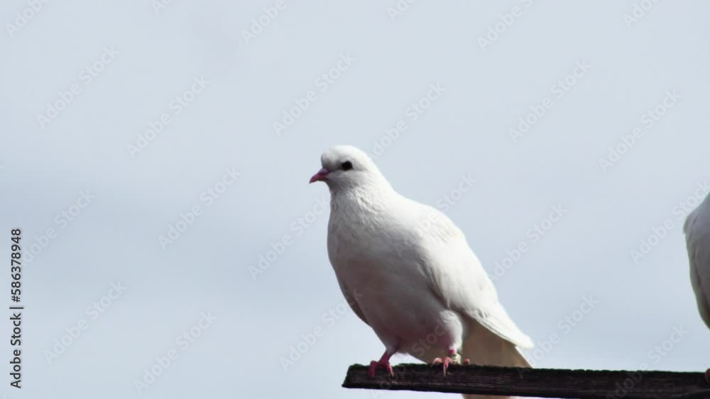 a pair of white beautiful doves cooing on a wooden crossbar, close-up a pair of white beautiful doves cooing on a wooden crossbar, close-up