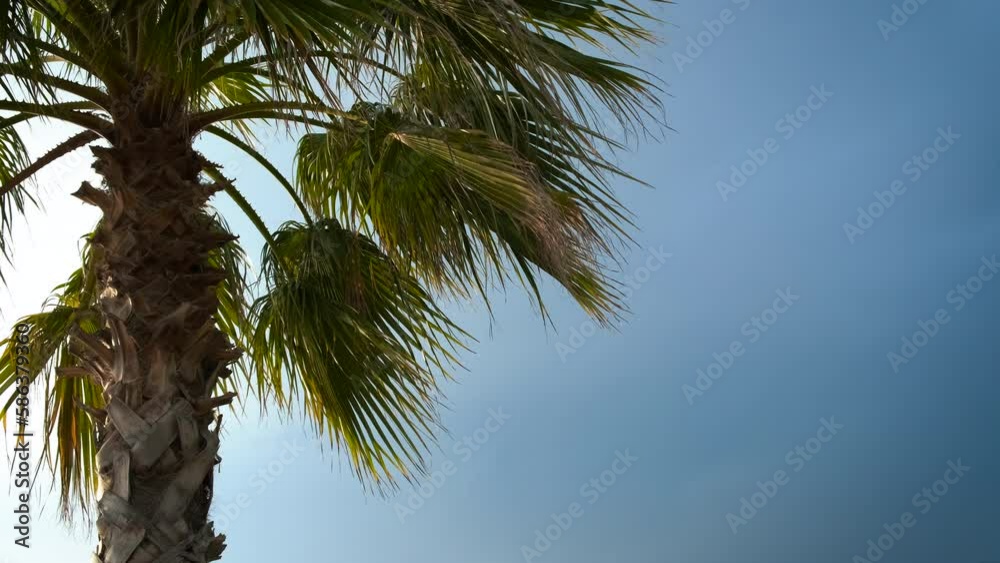 Palm branches against the blue sky. Palm branches against the blue sky.