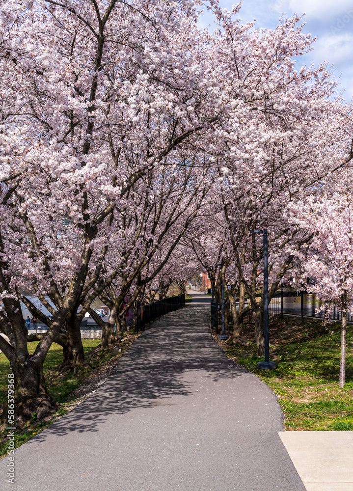 Walking and cycling trail in Morgantown West Virginia with cherry blossoms