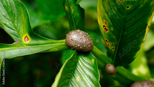 Porang seeds or Amorphophallus muelleri are on tree branches, round brown in shape with a rough and shiny surface. photo