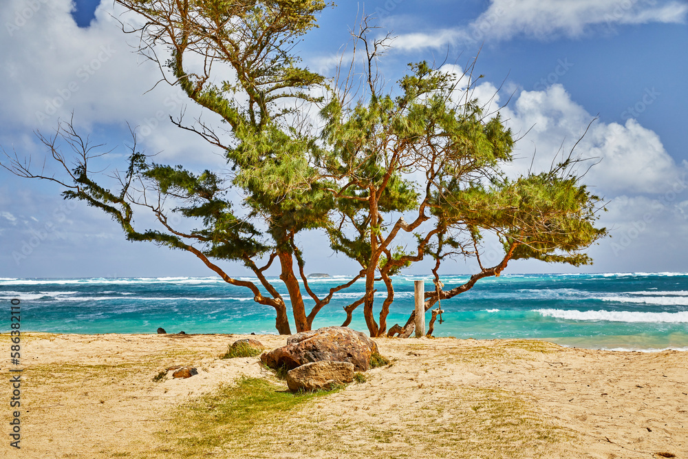 Beautiful Tropical Beach Park with Trees Beautiful Tropical Beach Park with Trees
