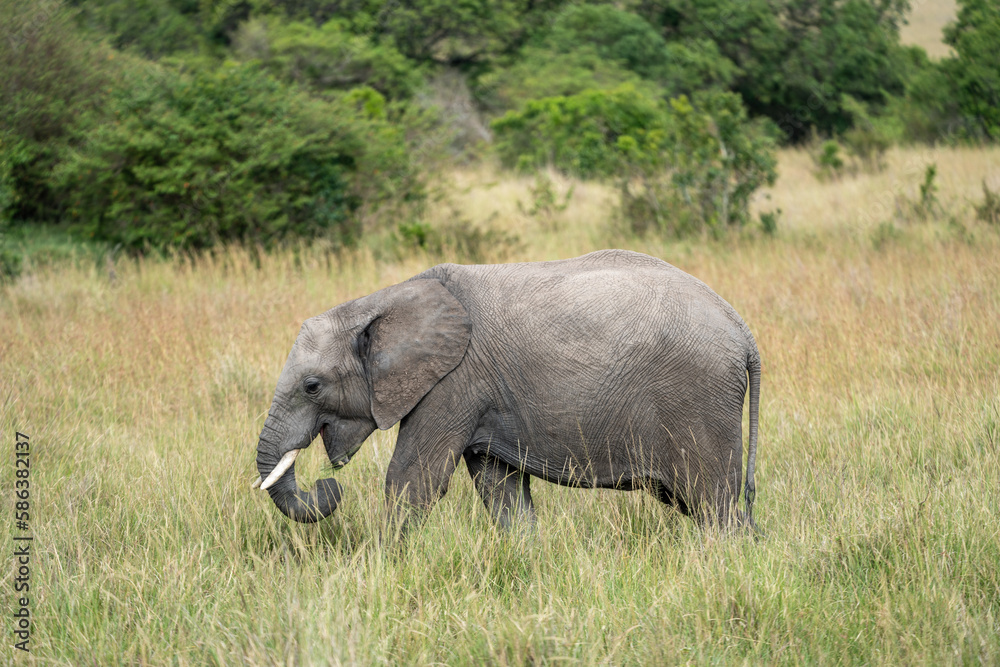 Side profile portrait of a baby African Elephant in Masai Mara in Kenya