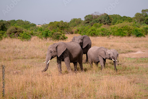 Family of elephants grazing in the savannah of the Masai Mara reserve in Kenya, Africa © MelissaMN