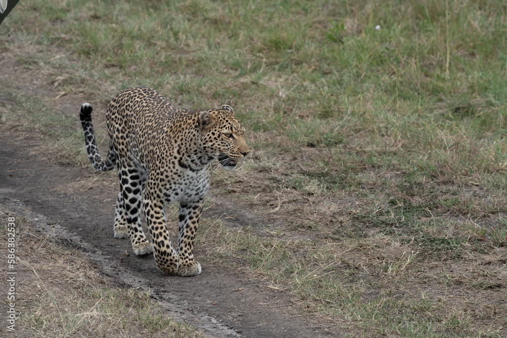 Obraz premium Leopard walks and strolls in the Masai Mara Reserve in Kenya, Africa. This wild cat is part of the Big Five safari animals