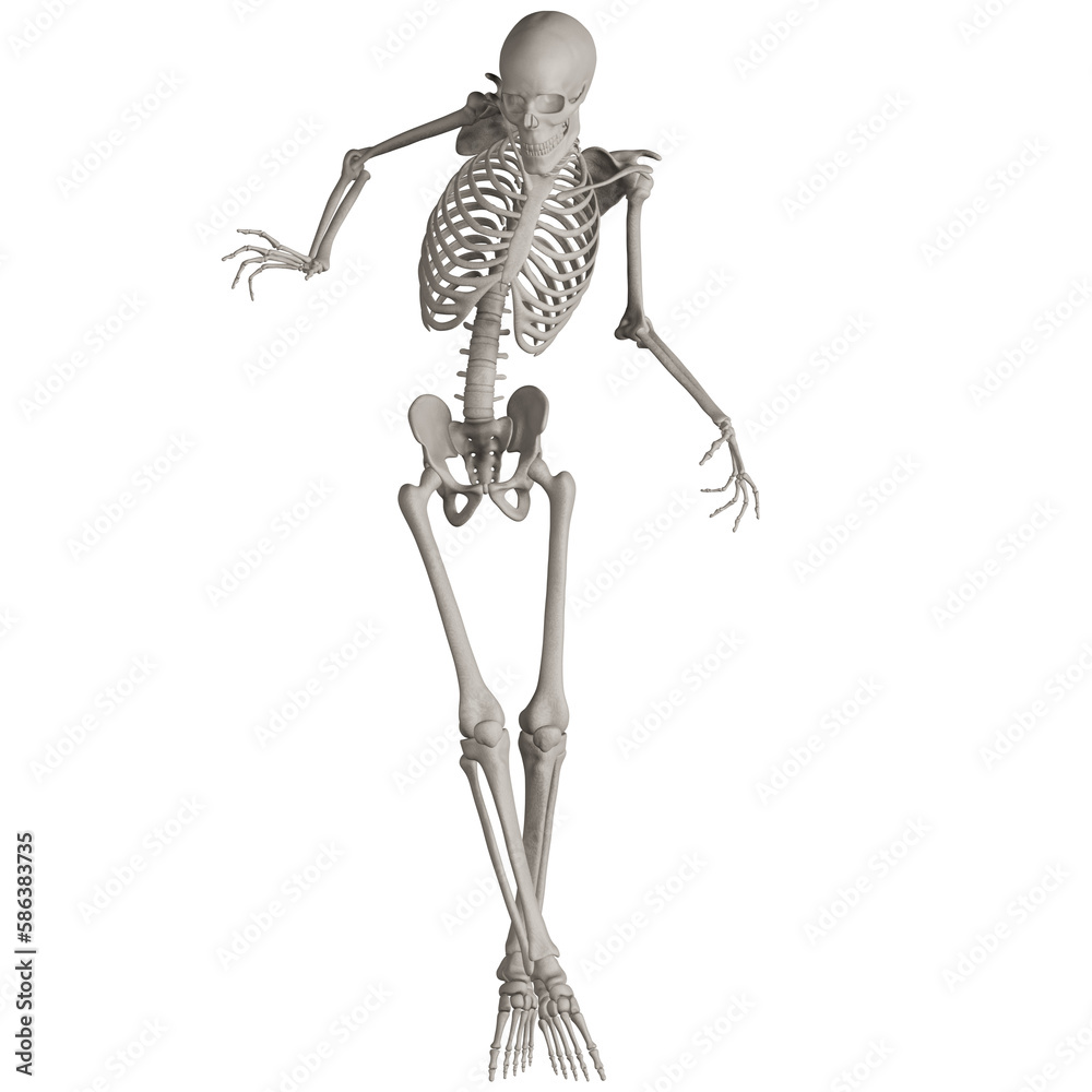 skeleton posing 3d render illustration with transparent background skeleton posing 3d render illustration with transparent background