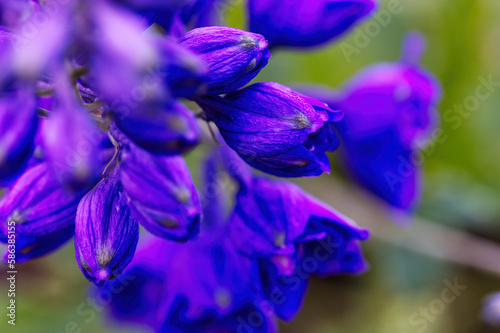 Tight Shot Of A Cluster Of Blue And Purple Flowers