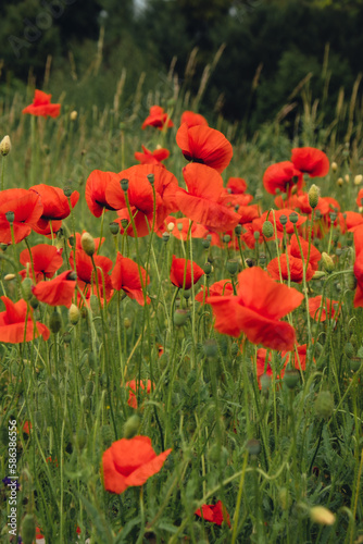 Red poppy flowers in a wild field. Vivid Poppies meadow in spring. Beautiful summer day. Beautiful red poppy flowers on green fleecy stems grow in the field. Scarlet poppy flowers in the sunset light