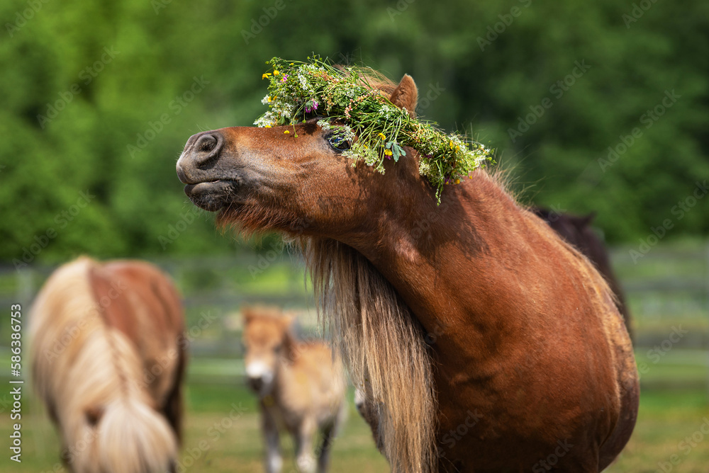 Shetland pony with a wreath of flowers on its head Shetland pony with a wreath of flowers on its head