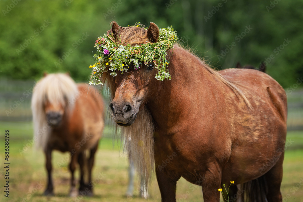 Shetland pony with a wreath of flowers on its head Shetland pony with a wreath of flowers on its head