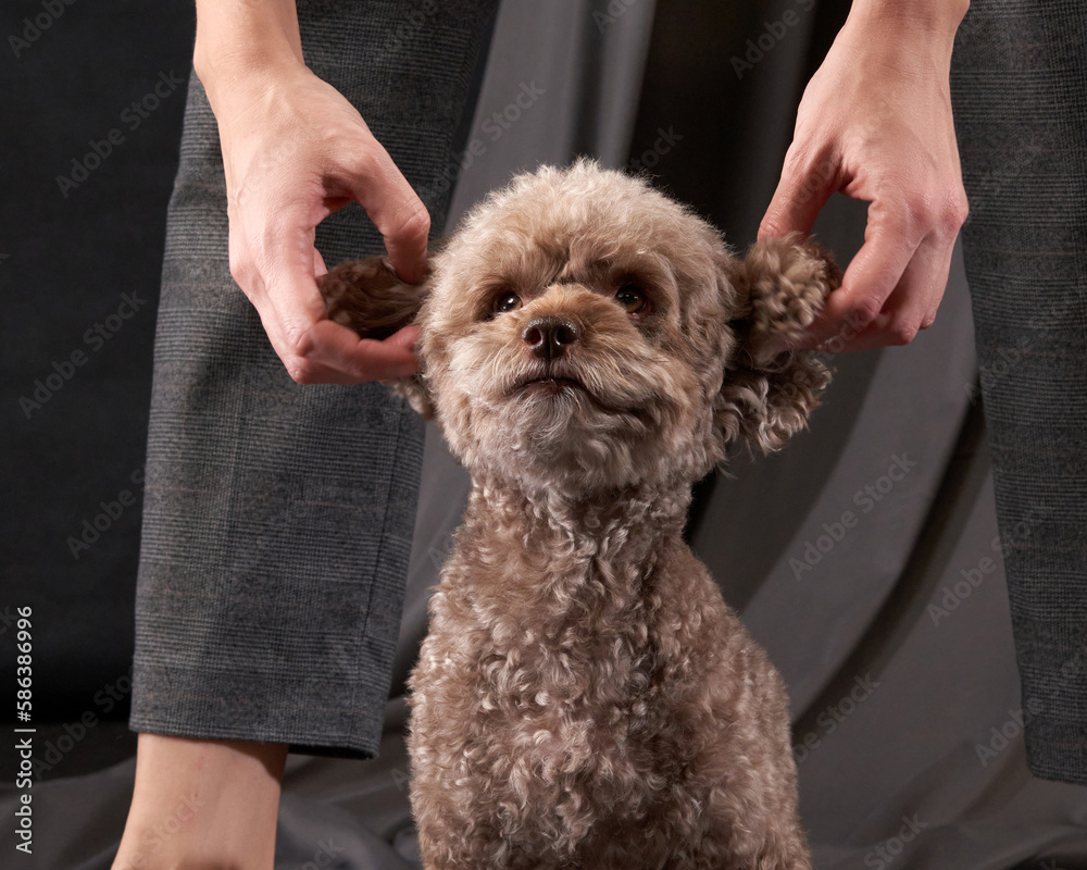 Cute Dog With Ears Toy Poodle Of
