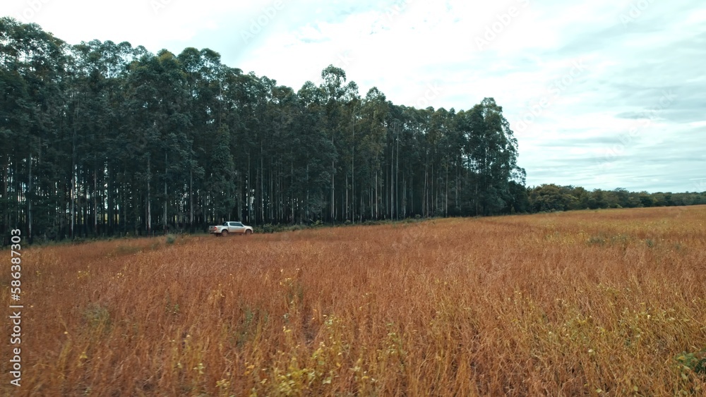 Obraz premium Farmer driving pickup truck in soy farm