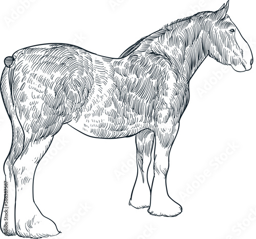 Vintage hand drawn sketch Clydesdale horse