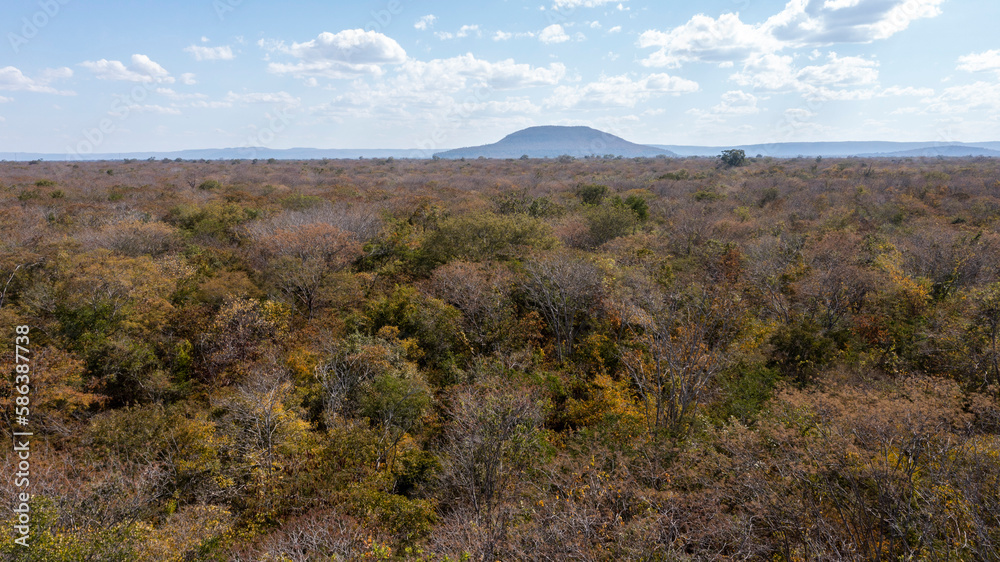 Autumn in the Brazilian Dry Forest - Mata Seca - Caatinga Arbórea - Caatinga - Outono Autumn in the Brazilian Dry Forest - Mata Seca - Caatinga Arbórea - Caatinga - Outono