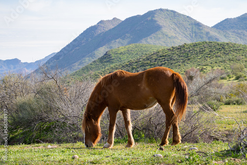 Salt River Horses Wild Arizona Landscapes, America, USA.