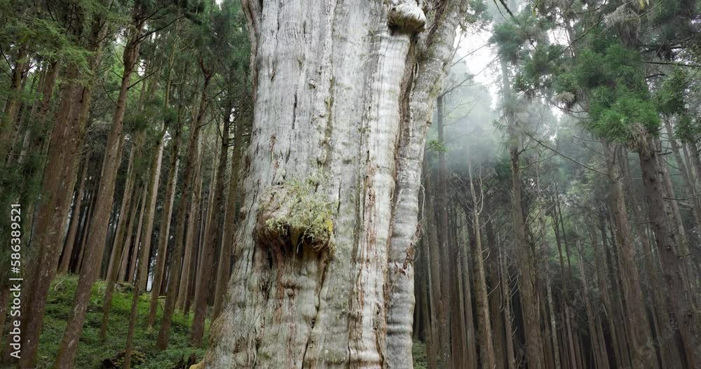 Giant Sacred Tree in Alishan of Taiwan