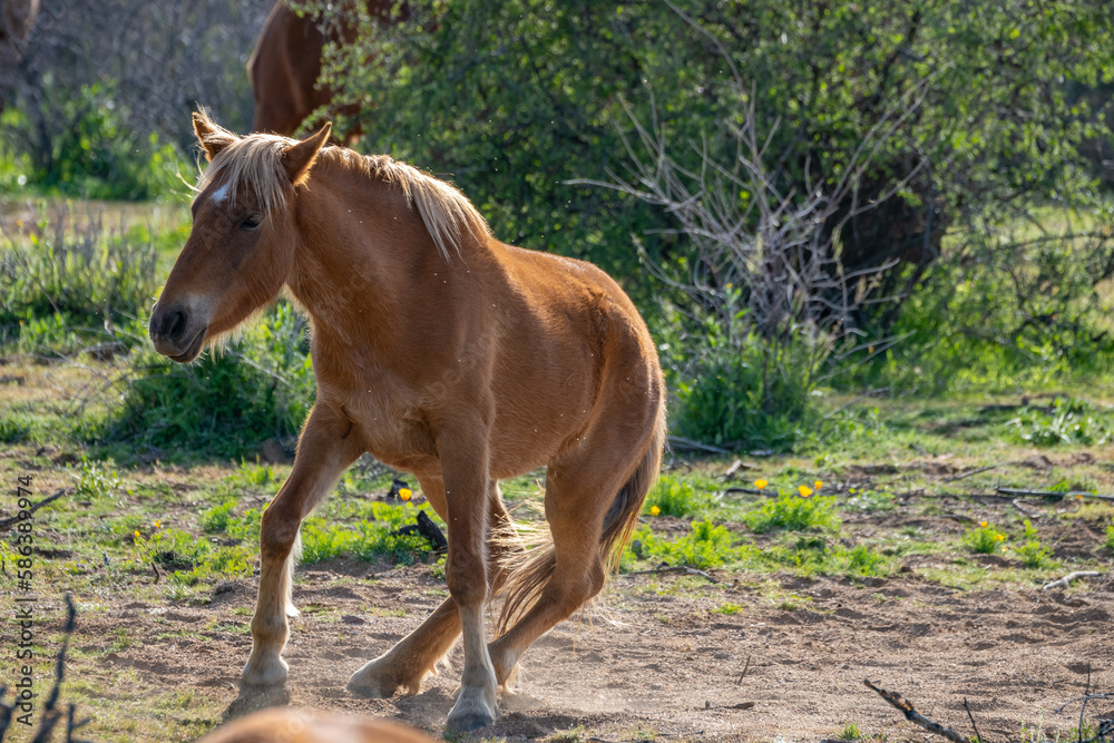 Salt River Horses Wild Arizona Landscapes, America, USA. Salt River Horses Wild Arizona Landscapes, America, USA.