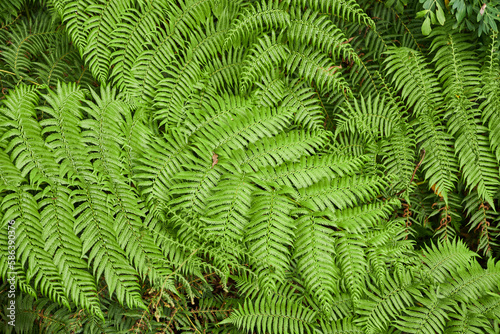 Australian Tree Ferns  Tree ferns are found growing in tropical and subtropical areas worldwide  as well as cool to temperate rainforests in Australia  New Zealand and neighbouring regions