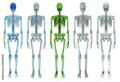 3D Rendering, Illustration Skeleton