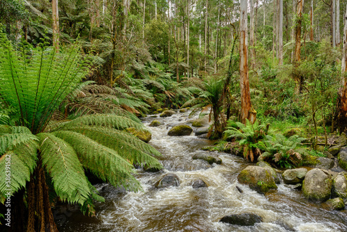 The Toorongo River is a perennial river of the West Gippsland catchment, located in the West Gippsland region of the Australian state of Victoria.