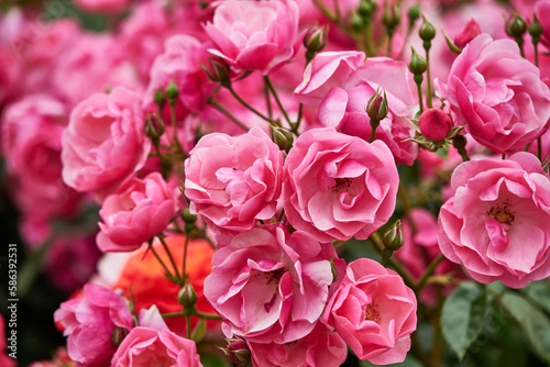 Floribunda - Latin for  many flowering   these roses bear many flowers held in large clusters  blooming continuously from summer through to late autumn.