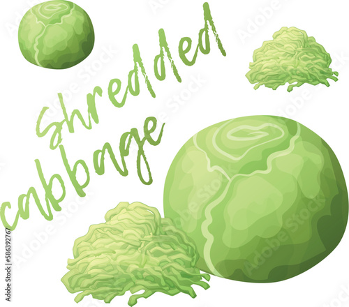 Shredded cabbage and whole vegetable vector icon isolated on white background. Fresh white cabbage cartoon illustration, sliced food ingredient, organic vegetarian product clipart