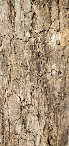 The rustic look of this aging tree trunk/bark is exceptionally beautiful. 