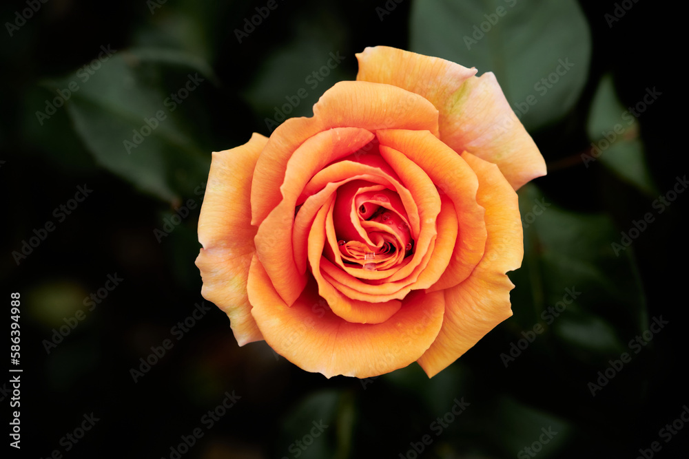 Floribunda - Latin for 