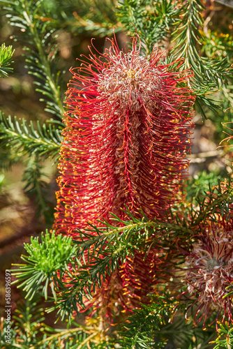 Banksia ericifolia  the heath-leaved banksia  or lantern banksia  is a species of woody shrub of the family Proteaceae native to Australia. It grows in two separate regions of Central and Northern New