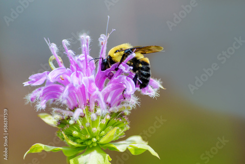 Bumble bee feeding from a bee balm flower close up