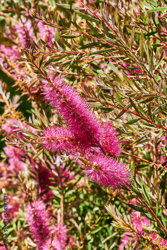 Callistemon species have commonly been referred to as bottlebrushes because of their cylindrical, brush like flowers resembling a traditional bottle brush. They are mostly found in the more temperate  photo