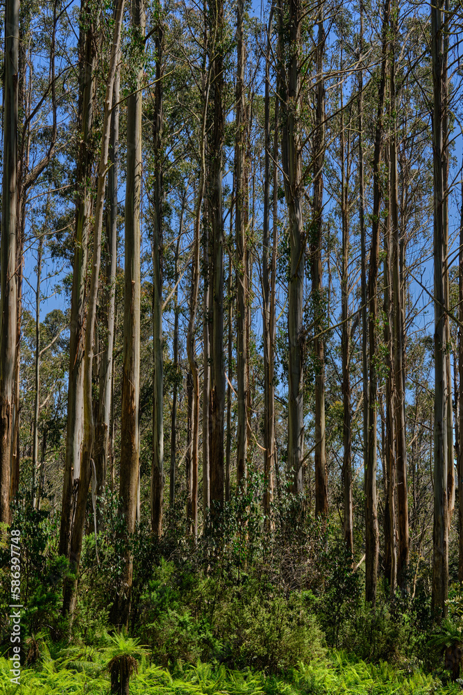 Mountain Ash Trees, and Manna Gums of the Black Spur ,Healesville, Victoria. Mountain Ash Trees, and Manna Gums of the Black Spur ,Healesville, Victoria.