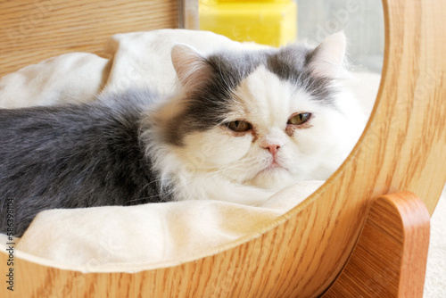 ベッドに入ったミヌエットの仔猫