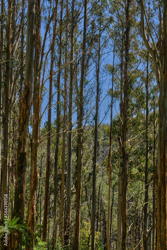 Mountain Ash Trees, and Manna Gums of the Black Spur ,Healesville, Victoria.