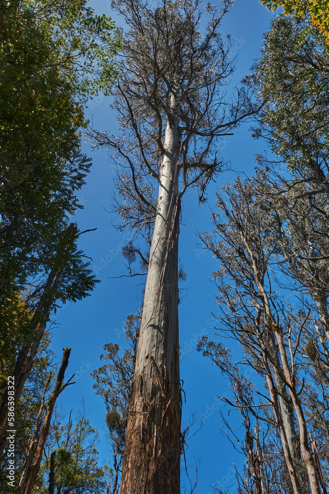 Fototapeta premium Mountain Ash Trees, and Manna Gums of the Black Spur ,Healesville, Victoria.