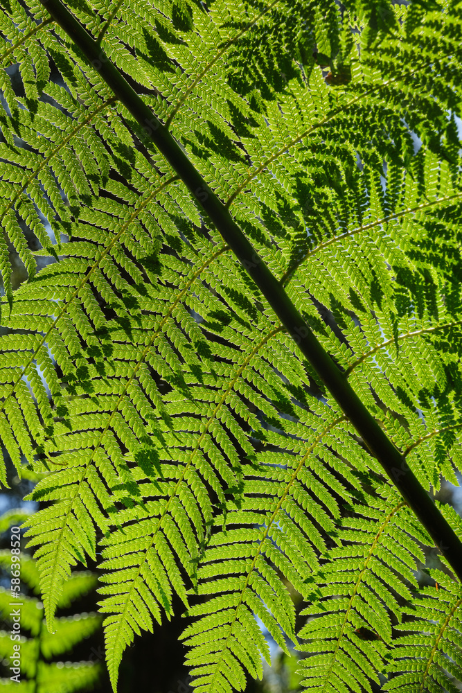 Fototapeta premium Australian Tree Ferns, Tree ferns are found growing in tropical and subtropical areas worldwide, as well as cool to temperate rainforests in Australia, New Zealand and neighbouring regions